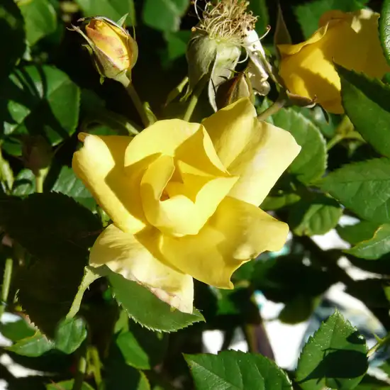 Trandafiri Floribunda - Trandafiri - Liane Foly® - 